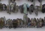 CCH646 15.5 inches 4*10mm - 6*14mm labradorite chips beads