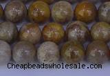 CFC202 15.5 inches 8mm round fossil coral beads wholesale