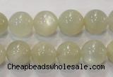 CMS314 15.5 inches 12mm round natural moonstone beads wholesale